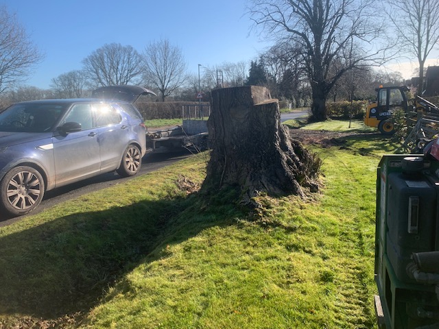 Stump Grinding